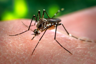 10 Mosquito Repellents